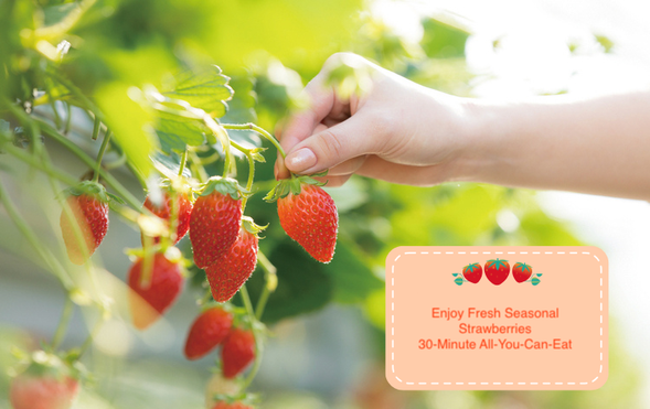 trawberry Farm (All-you-can-eat strawberry picking / approx. 30 min)