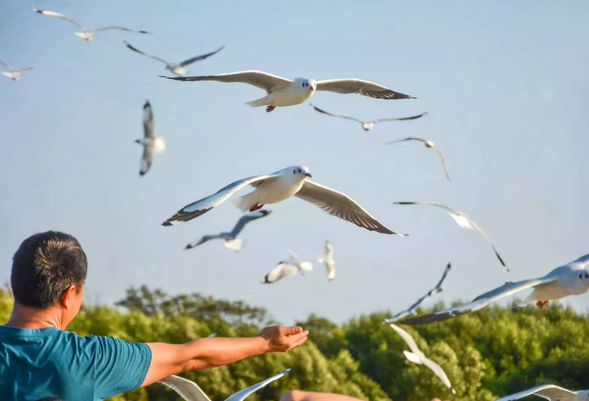 Before boarding the boat, you can buy snacks (100 yen per pack) at your own expense in the hut to have a better chance of contacting seagulls!