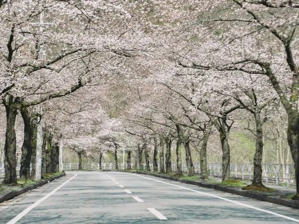 Mamigasaki Sakura Line
【Limited Offer】Sendai Sta. Departure Plan!: Reaches the scenic area 90 mins into the trip.
①11:30 ②14:30 ③18:30
: Reaches the scenic area 20 mins into the trip.