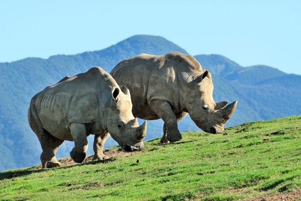 Arrive at the African Safari. Purchase your own entrance ticket. Jungle bus tickets can be purchased as long as you can board before 11:10 AM.