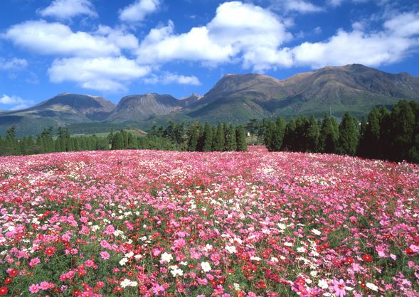 10:30 Kuju Highlands Flower Park (60min)