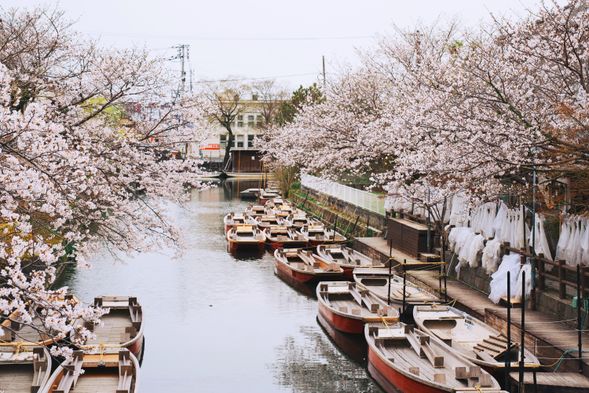 Yanagawa Canal Cruise (~60min)