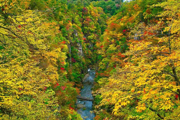 【賞楓名所】鳴子峽紅葉絕景|自由散策(停留約 90 分鐘)