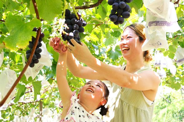 Shunkoen: fruits picking(75min)