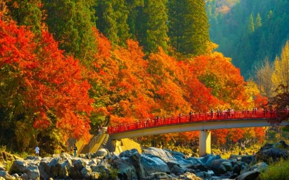 Korankei Gorge
(Enjoy a walk during the "Maple Festival"♪ Admire the breathtaking view of roughly 4,000 maple trees vividly reflecting on the Tomoe River / approx. 90 mins)