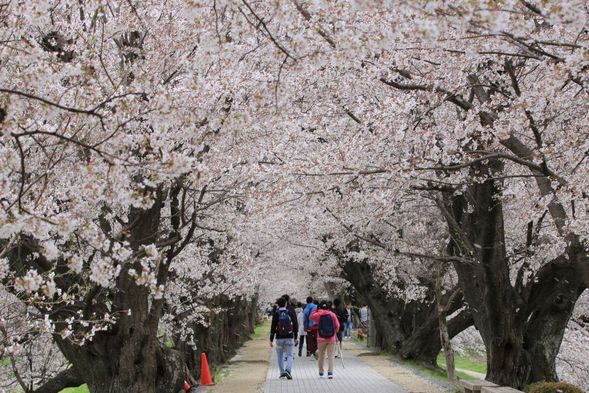 Sewaritei Cherry Blossom Festival (Admission fee is included / 90 mins)