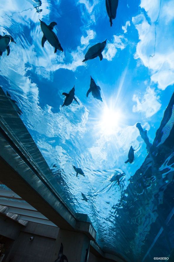 Kujukushima Aquarium Umikirara(60min)