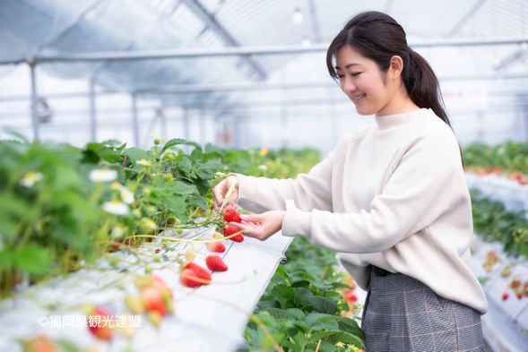15:00 Strawberry Picking at Akiyama Farm (60min)