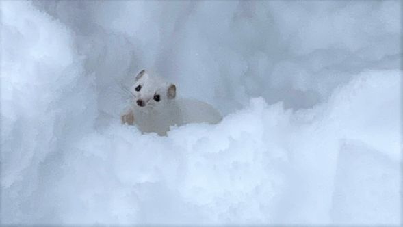 You may encounter the wild animals!