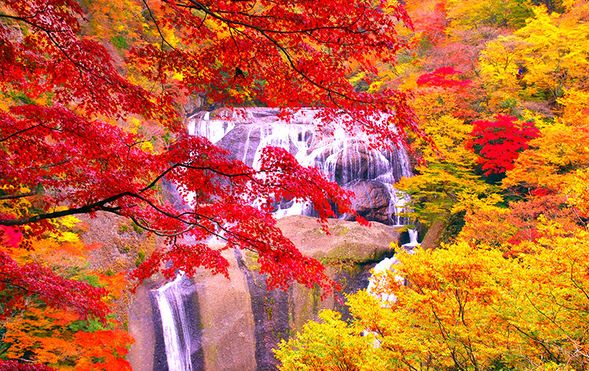 Fukuroda Falls
(Ibaraki Autumn Spot ③ Admire one of Japan’s Three Great Waterfalls, beautifully draped in autumn foliage)