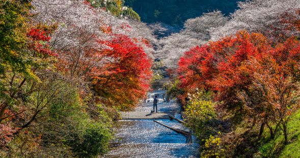 Obara or Semmi Shikizakura-no-Sato (Village of Four-Season Cherry Blossoms)
☆Admire the miraculous collaboration between the pink blossoms of the shikizakura—which bloom in autumn—and the brilliant red autumn foliage / Approx. 60 min