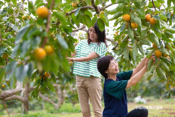 Shunkoen: Persimmons picking(75min)
Persimmons: Late October to Late November