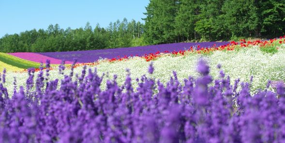 Farm Tomita (Free time /60 mins)