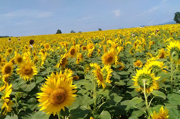 Hokuryu Sunflower Village (Free time / 85 mins)