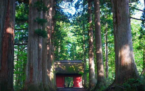 Togakushi Shrine (Okusha) / Kuzuryu Shrine
(Individual visits / approx. 40 min)