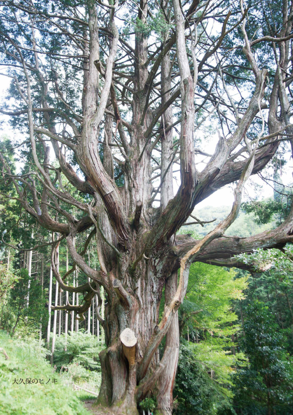 Okubo no Ohinoki (The Giant Cypress)