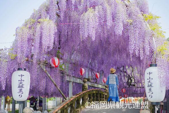 9:15 Nakayama Ofuji (Great Wisteria) and Nakayama Kumano Shrine (90 minutes)