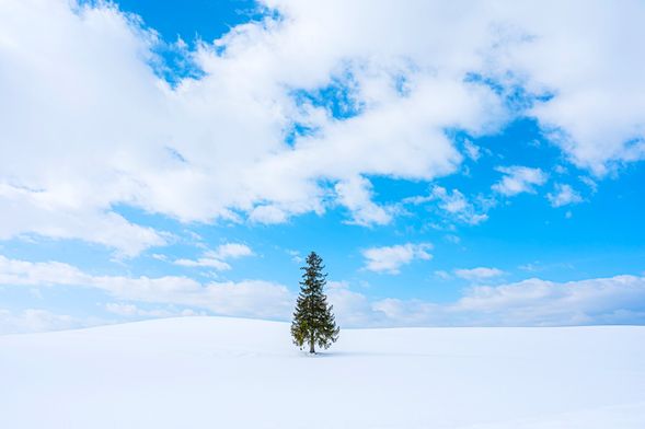 Christmas Tree of Hokkaido(Visit about 10 min)
*From where you park your car, walk 5 minutes to the Christmas tree.