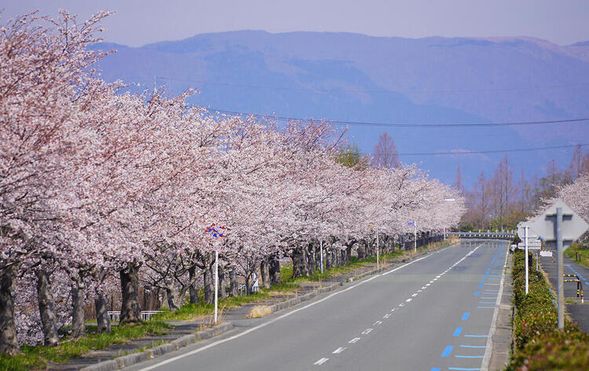 Windmill Road
(Scenic drive past approximately 6 km of cherry blossom-lined road, viewed from the bus)
