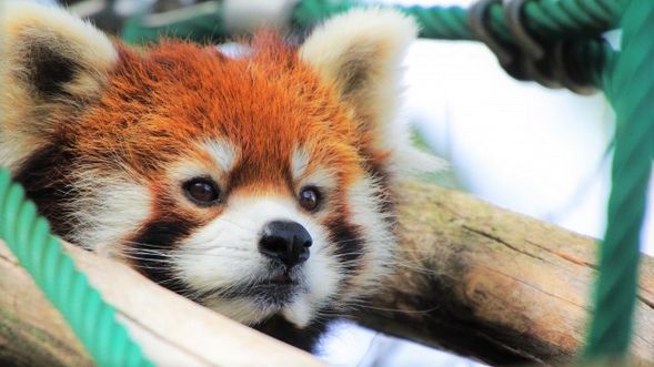 Adorable little animals