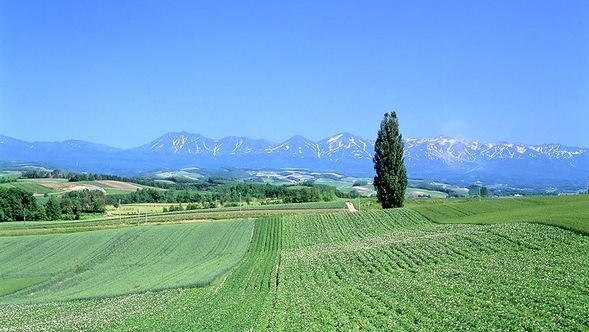 Scenic drive through the Biei Patchwork Road (viewing the Parent and Child Trees, Seven Stars Tree, Ken and Mary Tree, and patchwork field landscapes from the bus windows)