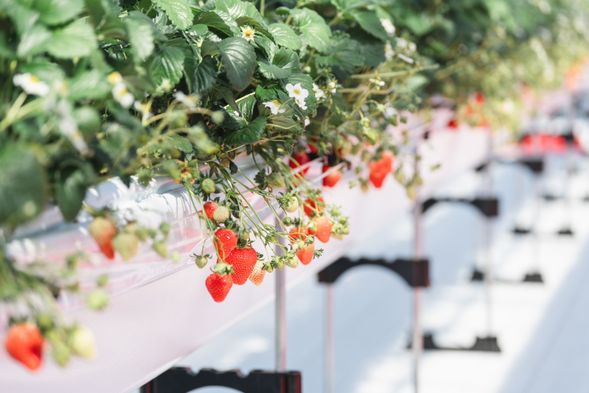 ★Strawberry Picking at Lien Ferme
- You can enjoy the sweet strawberries as much as you like!!
