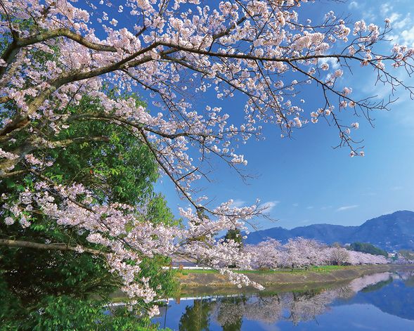 Tateoka Nature Park + Picnic Lunch