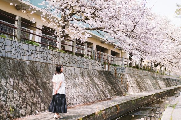 Arrived at a hidden cherry blossom spot in Fukuoka (50min.)
**Our guide will help you take commemorative photos of your spring in Japan.