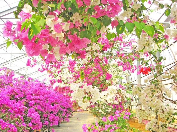 Utopia Farm Miyakojima (approx. 50 min)
Explore tropical fruits and flowers typical of the southern islands.