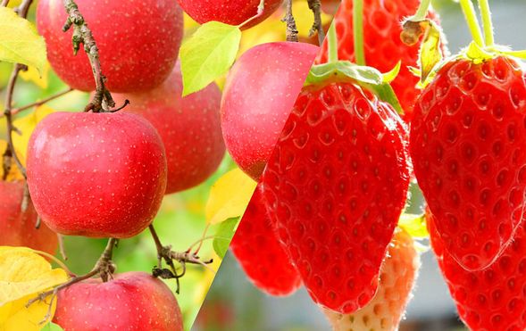 Numata City, Gunma, and surrounding areas
Enjoy 30 minutes of all-you-can-eat seasonal fruit picking.