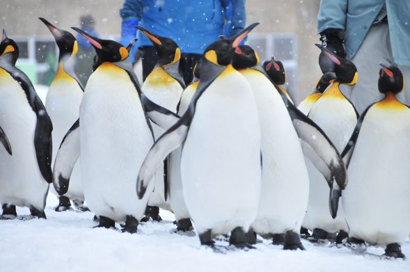 Asahiyama Zoo (Admission Ticket Included/About 2 hours)
*Leave around 15:30