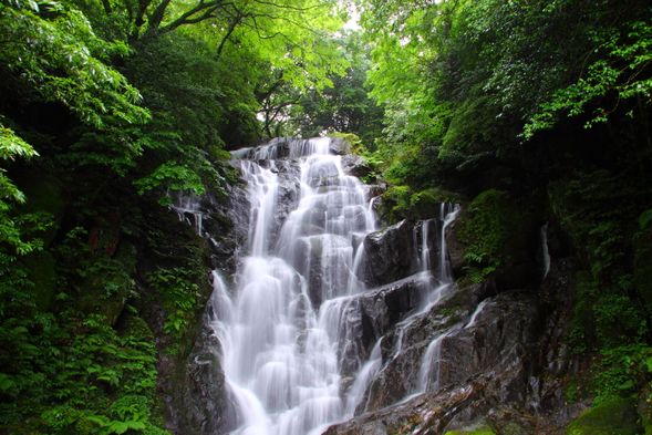 Shiraito Falls(09:40~10:20)
Free sightseeing* Since the flow of people may be restricted depending on the period, the destination will be changed to Sakurai Shrine in case of that.