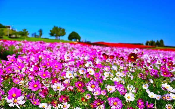Awaji Hanasajiki — approx. 45 min
Admire beautiful seasonal flowers and enjoy the scenic surroundings.