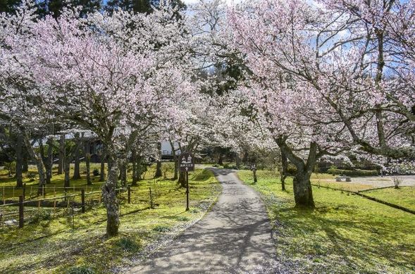 Man'yo no Sato Ajimanoen Garden
(Enjoy the 4.7-hectare garden's cherry blossoms and Asian skunk cabbage together / approx. 40 minutes)
★Guided tour of the garden ♪
