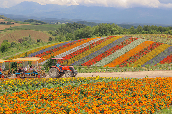 Shikisai-no-oka (Free exploration / 30 mins) *Admission included*