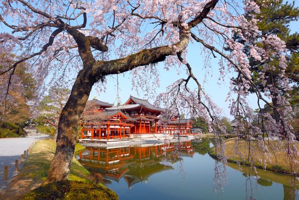 Byodoin Temple (70 minutes): Admission fee of Garden and Byodoin Temple Museum "Hoshokan" is included.