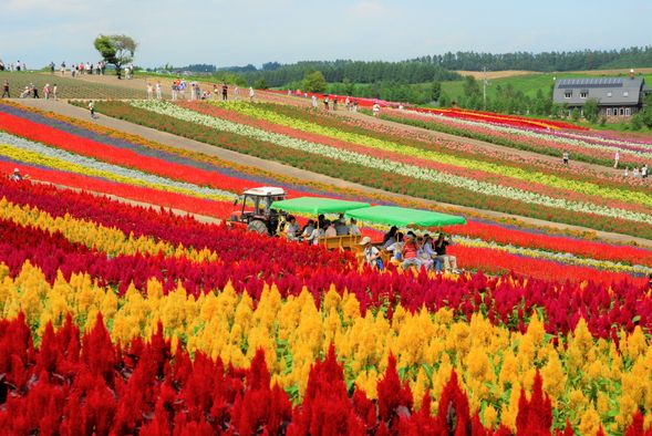 ・Norokko Train
Tours the 15ha flower gardens (takes about one hour) There are plenty of photo opportunities along the way!
Adults/ High school students:¥500
Junior High and elementary school students :¥300