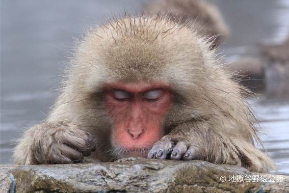 ★Snow Monkey (For 140 mins)
at Jigokudani Monkey Park - Free Stroll
