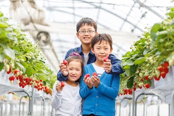 Felice Farm: All-you-can-eat strawberry picking at Shiga’s largest and most popular farm (approx. 30 minutes)