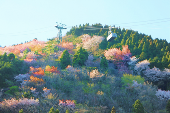 別府纜車(不含往返纜車費)(14:30~15:30)
搭乘纜車登山,欣賞山頂風景
※纜車停駛的或視野不優的情況下將前往設施:海地獄
※自2025年4月1日起,行程費用中將不包含 別府纜車 乘車費。費用需遊客自行現場支付。