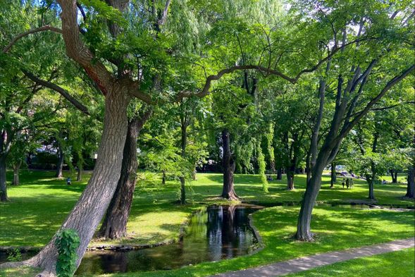 ▶Hokkaido University Campus with Hokkaido milk ice cream (Poplar Avenue, Hokkaido Univ. Marche-Cafelabo, etc.)