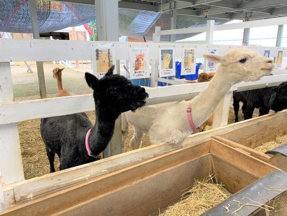 ・Alpaca Farm
The most popular spot we recommend! 16 alpacas from New Zealand are relaxing in the farm. These fluffy furry friends are sure to make you smile.
Adults/ High school students:¥500
Junior High and elementary school students :¥300
Feeding/ ¥100