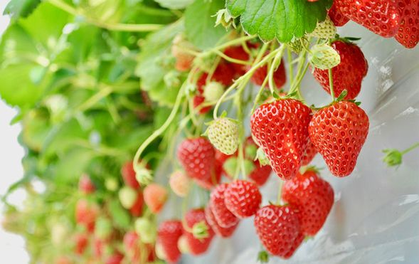 Numata City, Gunma Prefecture
(All-you-can-eat strawberry picking / approx. 30 minutes)
