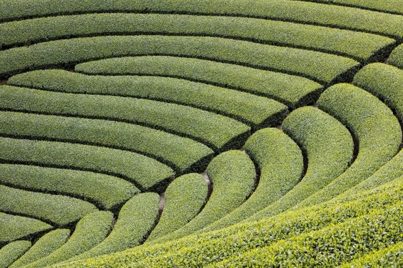 Have a look at tea plantation in Harayama: the shape is really different from the others and it is a very artistic view. (20 minutes)