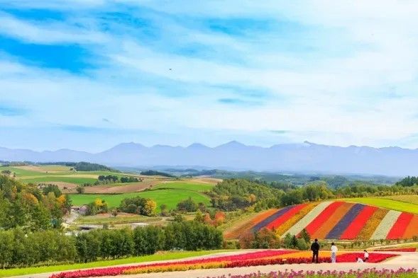 Shikisai-no-Oka (Free time/45min)
Recommendations:
Soft Serve Ice Cream made with fresh Biei Milk (5 flavors) : Each ¥450
Piping hot croquette made with matured potatoes from nearby farms: Each ¥180
OPTIONAL
●Alpaca Farm
High school and up ¥500, elementary school age ¥300
●Norokko (Tractor Bus)
High school and up ¥500, elementary school age ¥300
*Flower fields may not be in bloom depending on the growth conditions, and may not be viewable due to pruning and other maintenance.