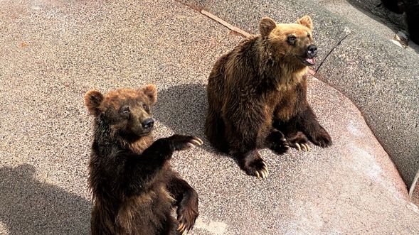 All participants will receive a discount coupon for the Bear Farm. (Adults 1,000 yen → 900 yen Children 500 yen → 400 yen)