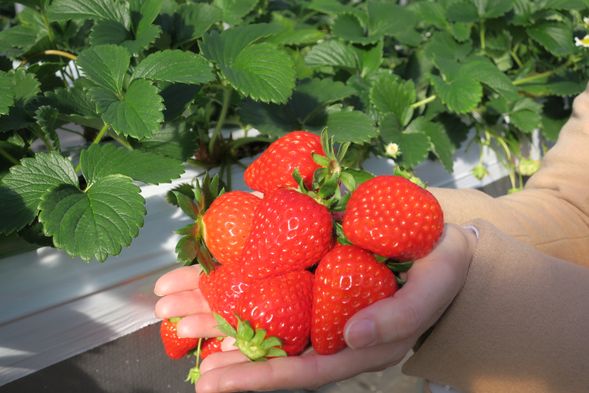 Gokeiike Fruits Village – Strawberry Picking