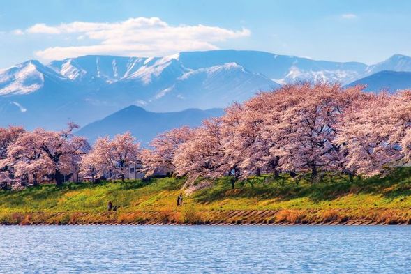 Funaoka Castle Site Park, Shiraishi River, Hitome Senbonzakura (120 minutes)
Lunch box lunch while viewing cherry blossoms
(Tour times will be adjusted depending on the blooming of cherry blossoms.