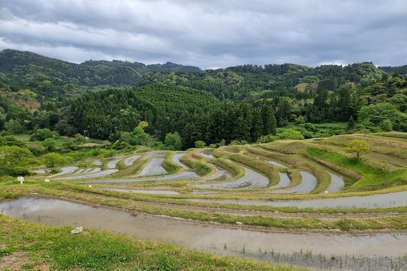 Visit of the Oyama terraced rice fields