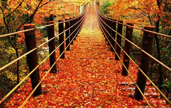 Hananuki Gorge
(Ibaraki Autumn Spot ① Enjoy the stunning autumn leaves from the Shiomi Falls Suspension Bridge)
